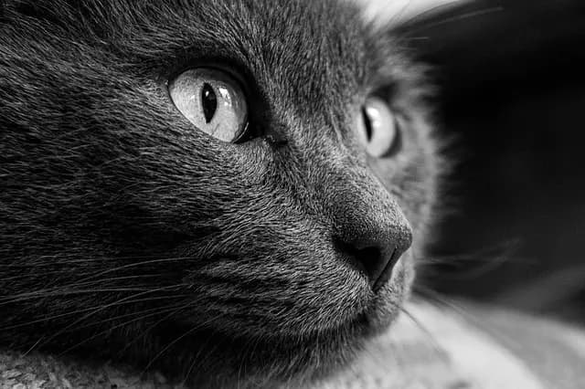 Meilleurs accessoires pour animaux en soldes