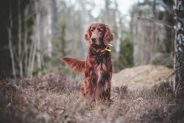 Best Dog Training Pads: Essential Buying Guide